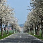 Landstraße mit Baumallee  -  © travelguide - Fotolia.com